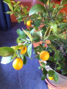 The last of this year's lemons. 